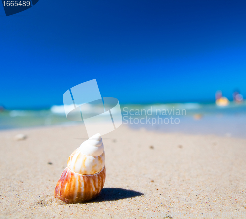 Image of Sea shell on the beach