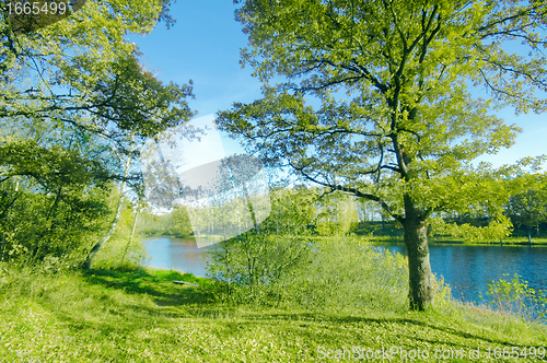 Image of Green summer park