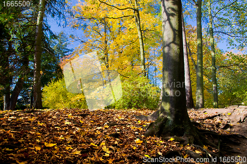 Image of Colorful fall autumn park