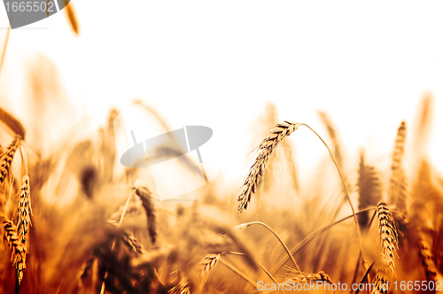 Image of Wheat field 