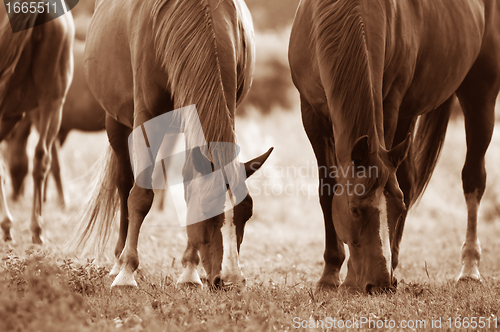 Image of Horses on the field