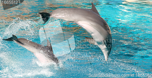 Image of Dolphins show