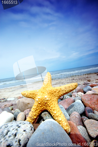 Image of Starfish