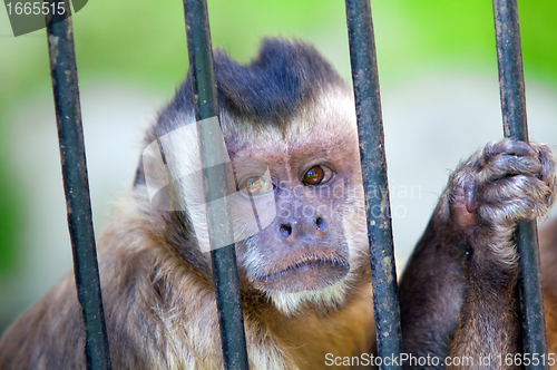 Image of Monkey species Cebus Apella behind bars