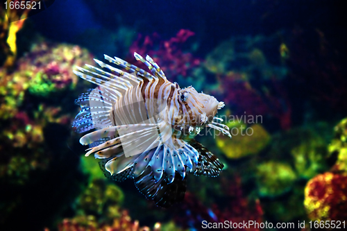 Image of Underwater view, fish, coral reef