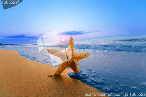 Image of Starfish on the beach