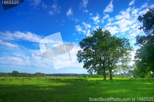 Image of Tree on summer field