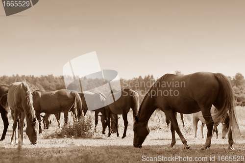 Image of Horses on the field