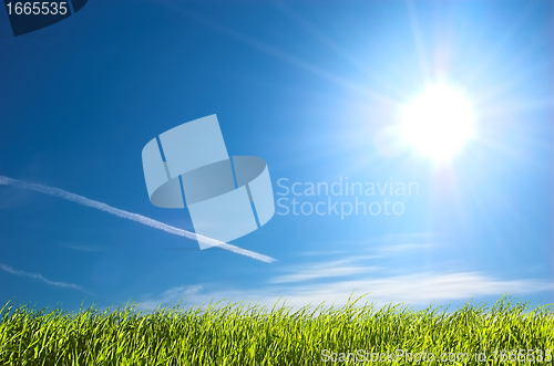 Image of Fresh grass and blue sunny sky