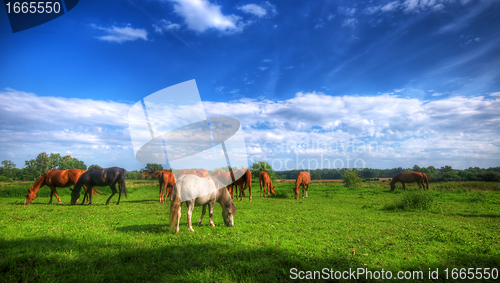 Image of Wild horses on the field