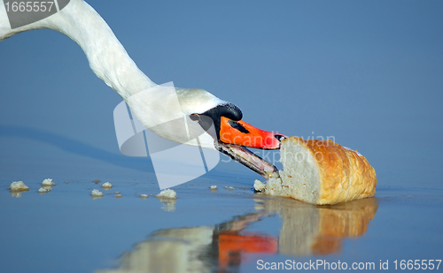 Image of Beautiful swan eating bread