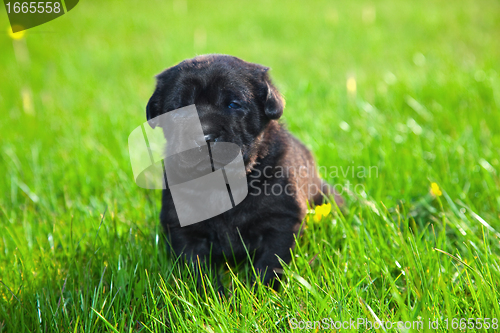 Image of Dog, puppy on the grass