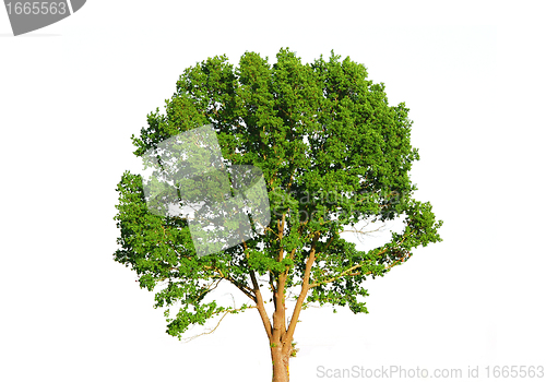 Image of Green tree isolated on white