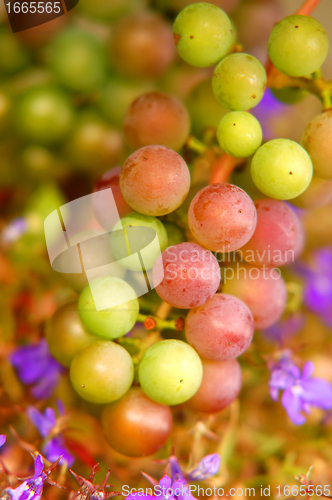 Image of Grapes background