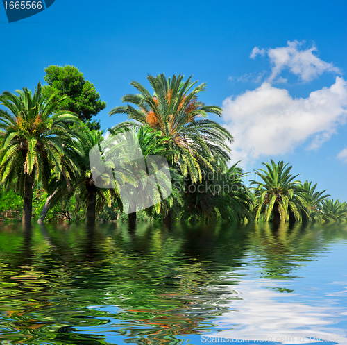 Image of Tropical exotic jungle and water