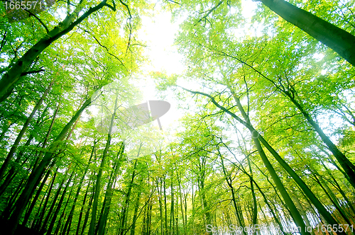 Image of Green forest