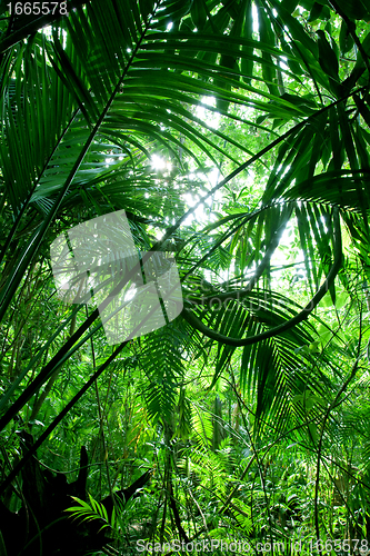 Image of Tropical green forest