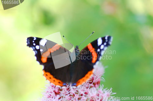 Image of Butterfly