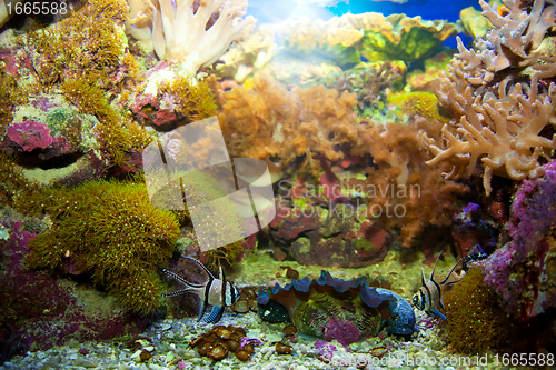 Image of Underwater life. Coral reef, fish.