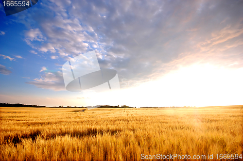 Image of Sunset field