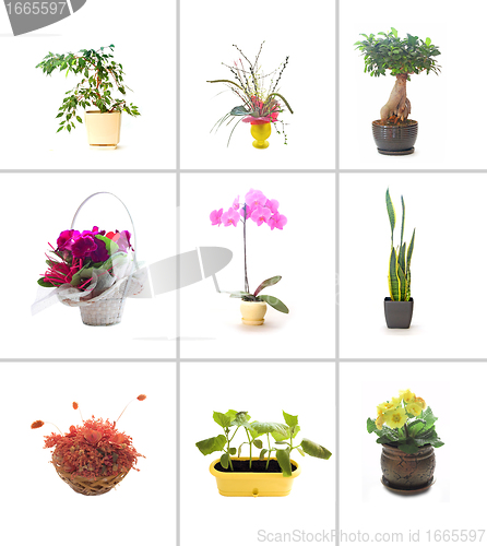 Image of Collection of flowers