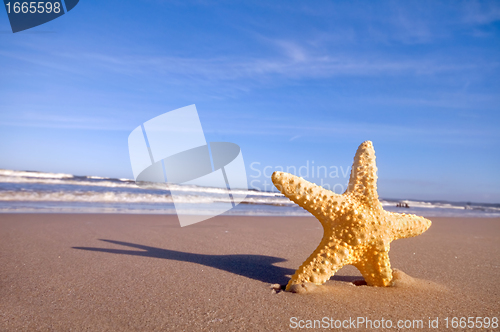 Image of Starfish on the summer beach