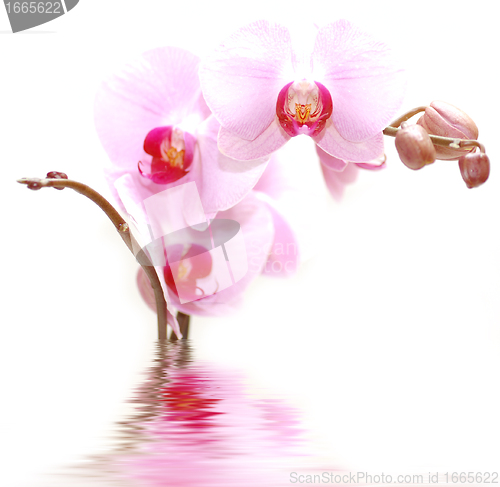 Image of SPA flowers