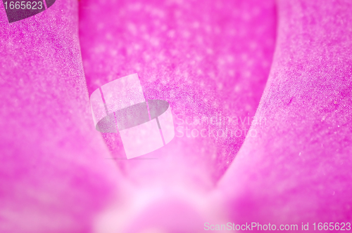 Image of Close-up of orchid