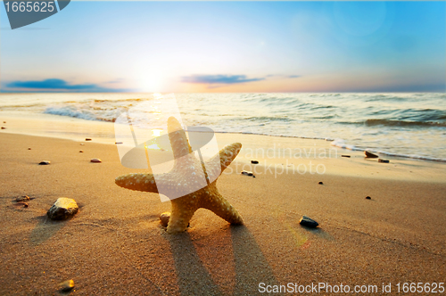 Image of Starfish on the beach