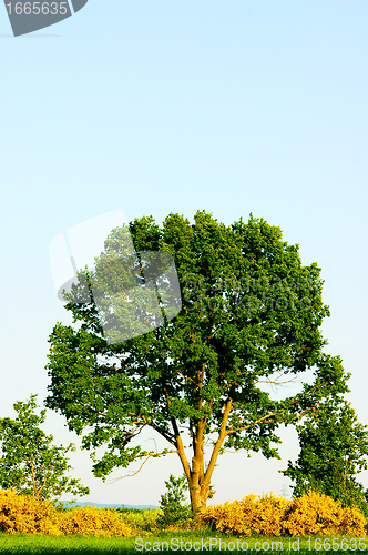 Image of Tree at summer