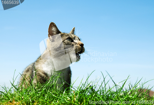 Image of Happy cat portrait