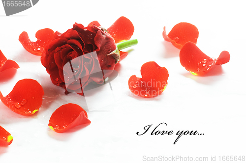 Image of Red fresh rose and petals