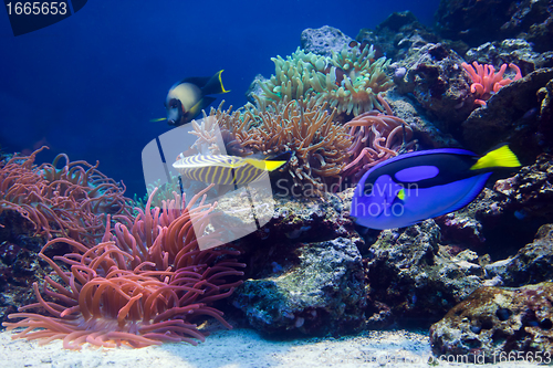 Image of Underwater life, Fish, coral reef