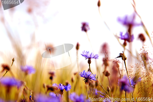 Image of Daisies' meadow