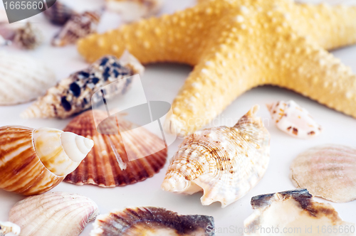 Image of Starfish and shells