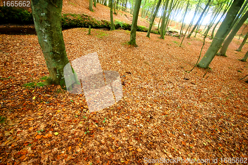 Image of Autumn forest