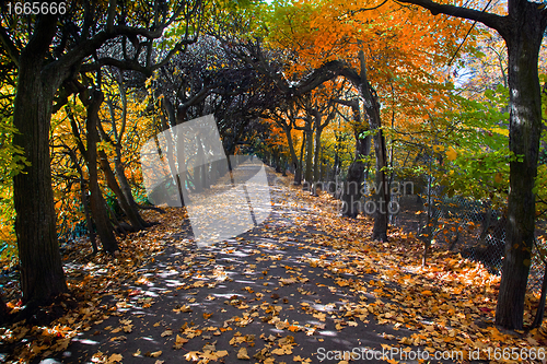 Image of Alley with falling leaves in fall park