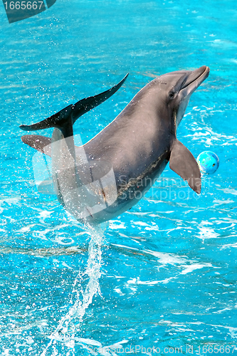 Image of Dolphin plays