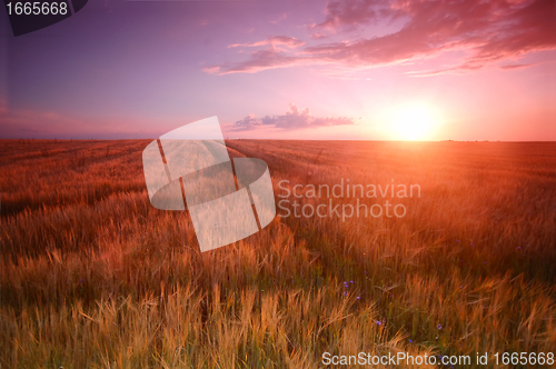 Image of Sunset field scenery