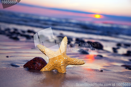 Image of Starfish on the beach at sunset