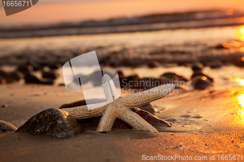 Image of Starfish on the beach at sunset