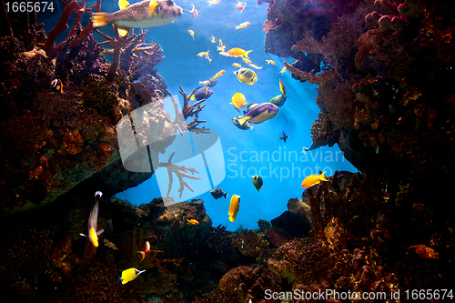 Image of Underwater view, fish, coral reef