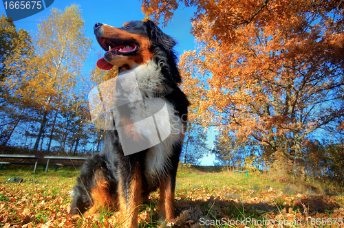 Image of A happy Bernese mountain dog outdoors