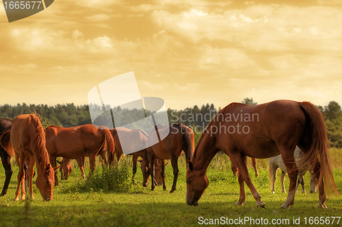 Image of Horses on the field