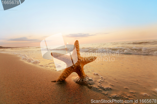 Image of Starfish on the beach