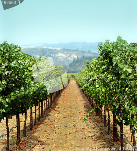 Image of Vineyard