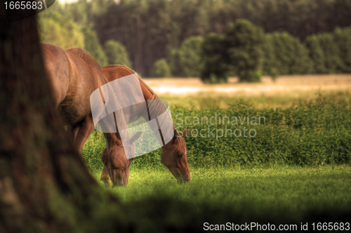 Image of Horses on the field