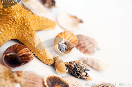 Image of Starfish and shells