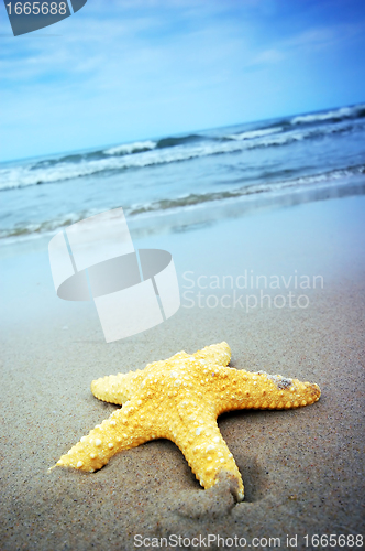 Image of Starfish