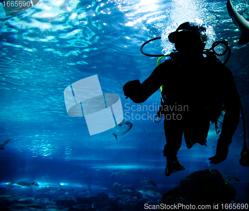 Image of Diving in the ocean underwater